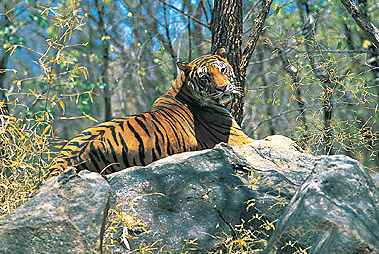 Wildlife Tour
