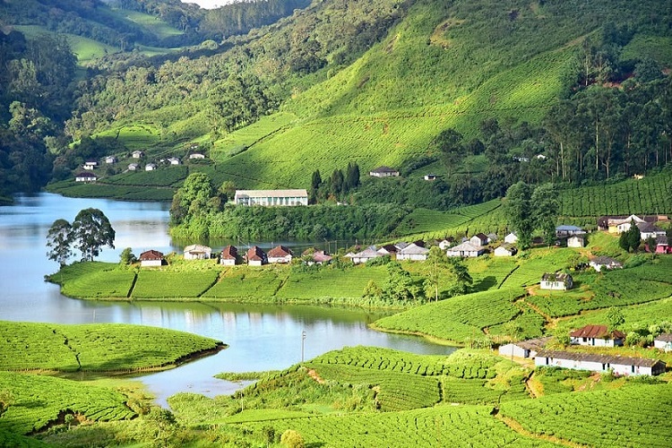 Best Things to Do on Kerala Holidays munnar-kerala