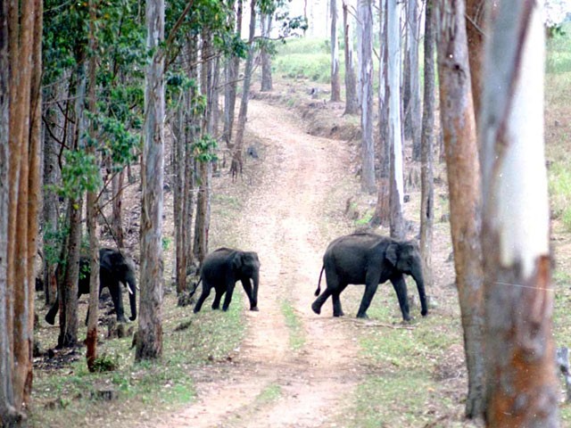 Idukki Wildlife Sanctuary in Kerala