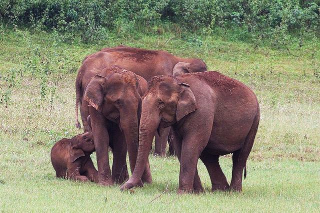 Explore Top 10 Wildlife Sanctuaries and National Parks in Kerala