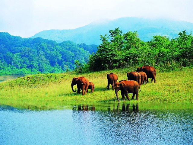 Top 10 Wildlife Sanctuaries and National Parks in Kerala