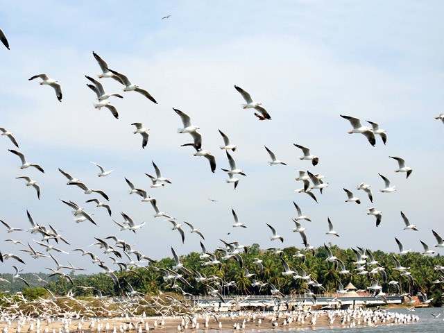 Kadalundi Bird Sanctuary: bird sanctuaries in kerala
