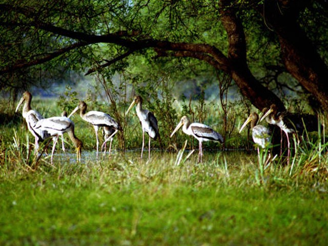 Mangalavanam Bird Sanctuary