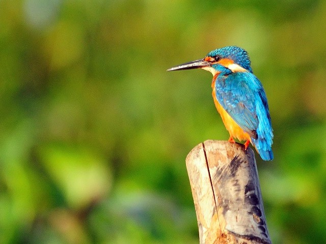 Pathiramanal Bird Sanctuary: top bird sanctuaries in kerala