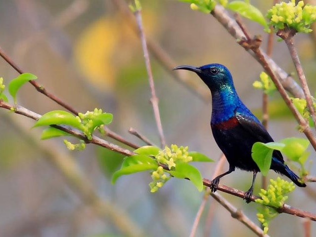 Thattekkad Bird Sanctuary