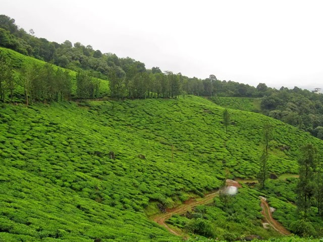 Tea-and-Spice-Plantation