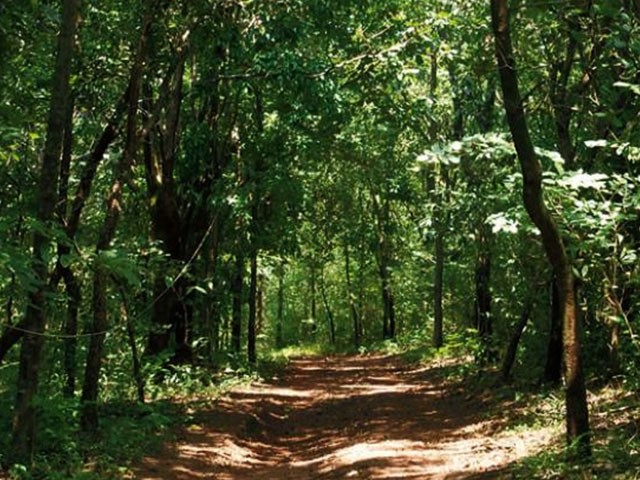 Kareems-forest-park