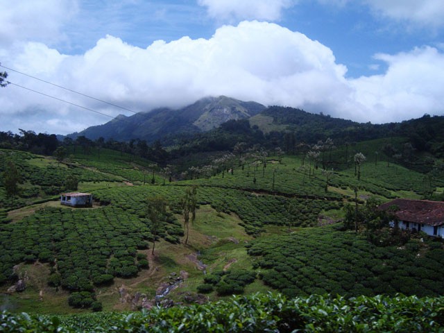 Nelliyampathy-Hills