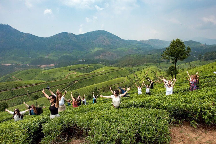 kerala-tea-garden