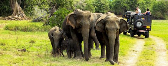 Kerala Honeymoon Tour
