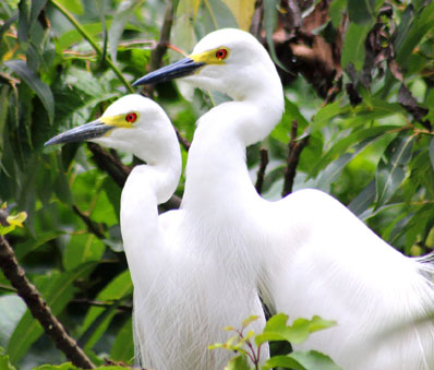 Bird watching at Kumarakom