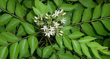 Curry leaves