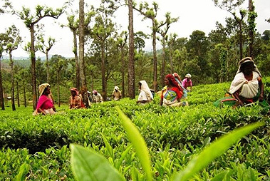 Kerala High Tea, Spices and Wilderness