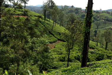 Wayanad Tour with Vythiri Treehouse