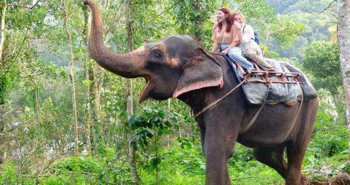 thekkady elephant safari timings