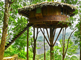 Rainforest Tree House