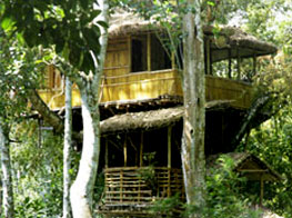 The Shola Periyar Tree House