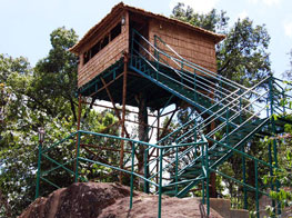 Tree Houses in Misty Munnar