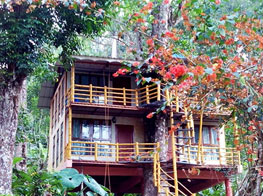Jungle Tree House Munnar