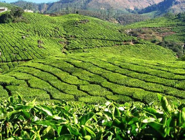 Kerala High Tea Spices and Backwaters