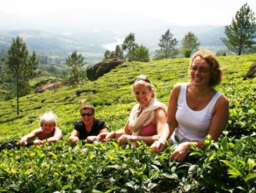 Kerala High Tea, Spices and Wilderness