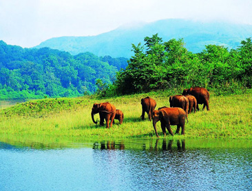 Kerala Wild Sojourn