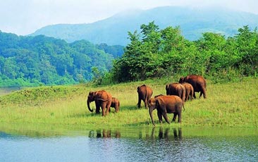 Thekkady