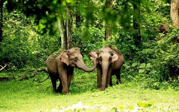 Wayanad