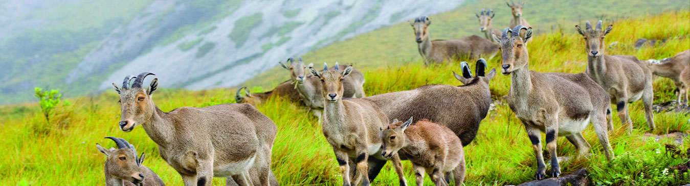 Eravikulam National Park