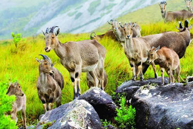 Eravikulam National Park