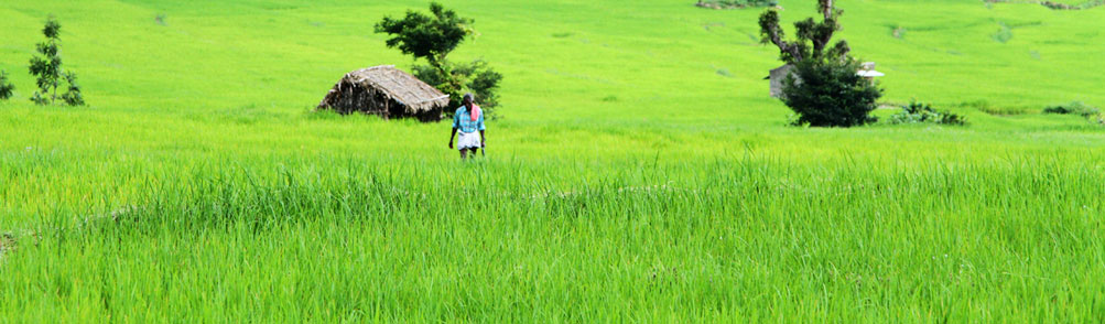 Farm Tourism