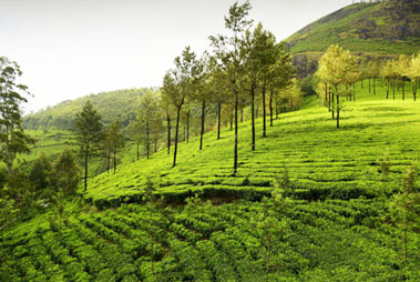 Hill Station Thekkady