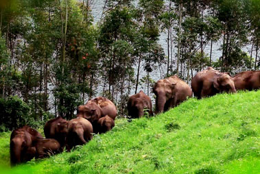 Idukki Wildlife