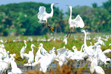 Kumarakom Bird Sanctuary