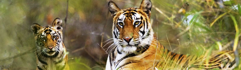 Wildlife Sanctuary