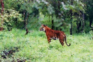 Peppara Wildlife Sanctuary