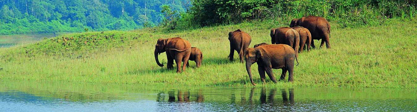 wildlife safari in kerala