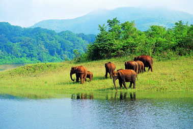 Periyar Wildlife Sanctuary