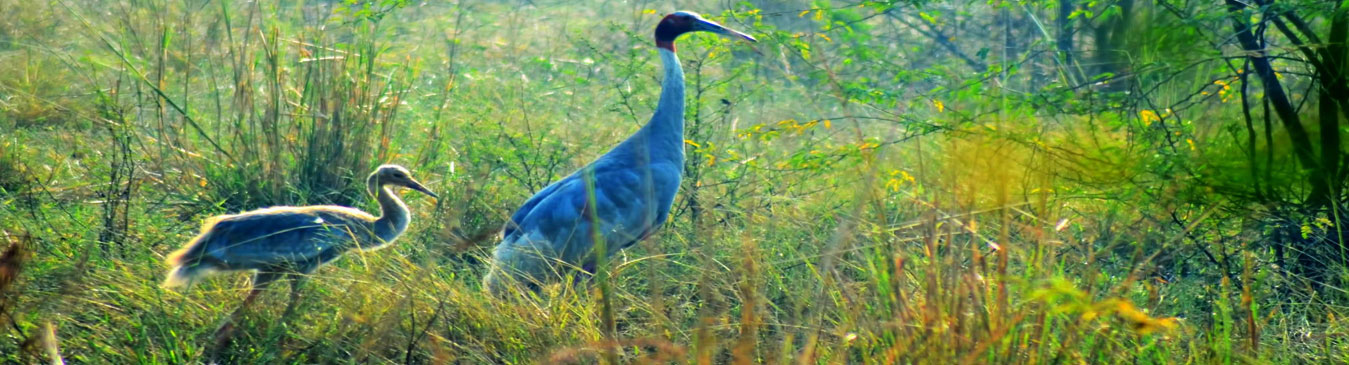 Salim Ali Bird Sanctuary