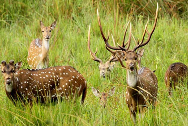 Shendurney Wildlife Sanctuary