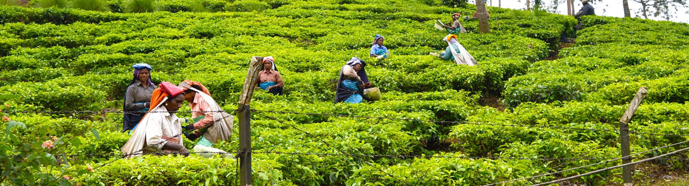 Spice Gardens & Tea Plantation