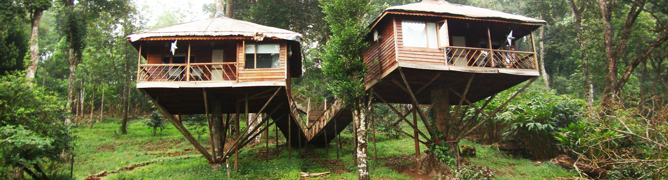 Tree Houses 