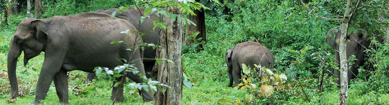 Wayanad Wildlife Sanctuary