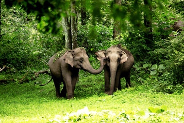 Wayanad Wildlife Sanctuary