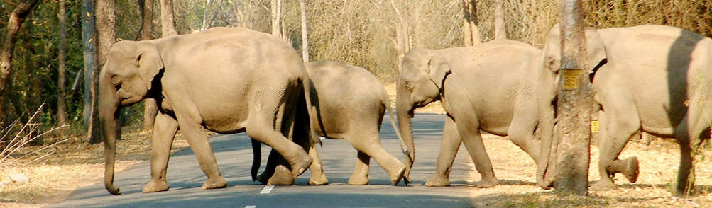 Wildlife Wayanad