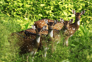 Wildlife Wayanad