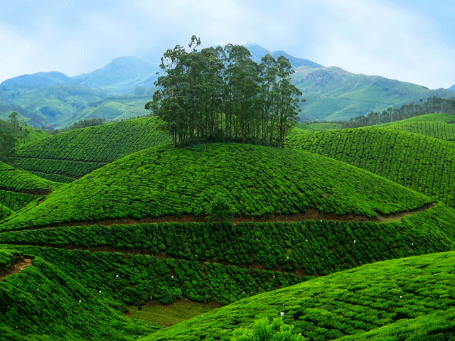 Munnar Tea Plantations: places to visit in kerala