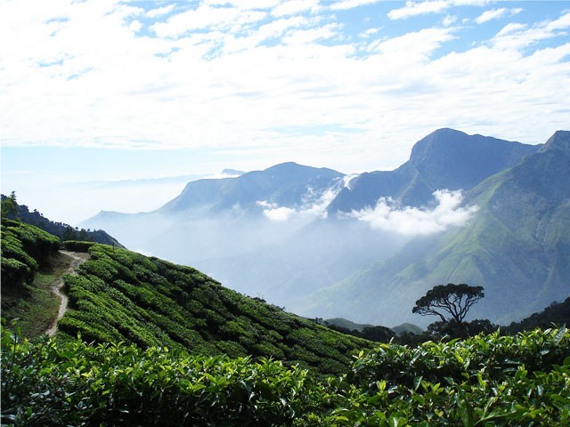 Highest Point in Munnar: Top Station