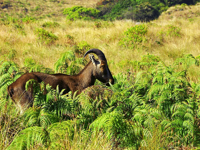Rajamalai / Eravikulam National Park
