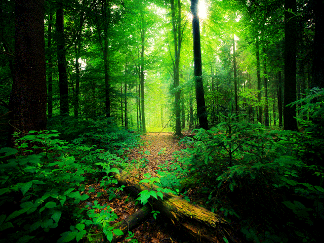 Silent Valley National Park in Kerala